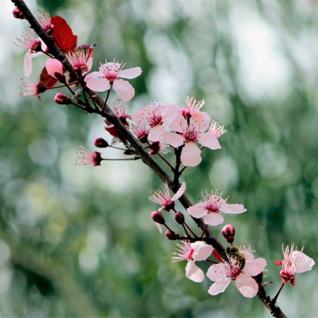 Krauter Vesuvius Purple Leaf Flowering Plum - Nature Hills Nursery - 4x4x6 Container 2 - 3 Feet - 