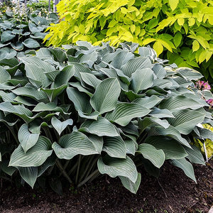 Close-up of purple hosta flowers on Krossa Regal Hosta blooming in early summer to late summer.