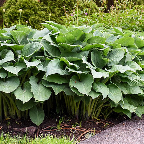 Perennial foliage of Krossa Regal Hosta (Hosta x 'Krossa Regal') in a garden setting.