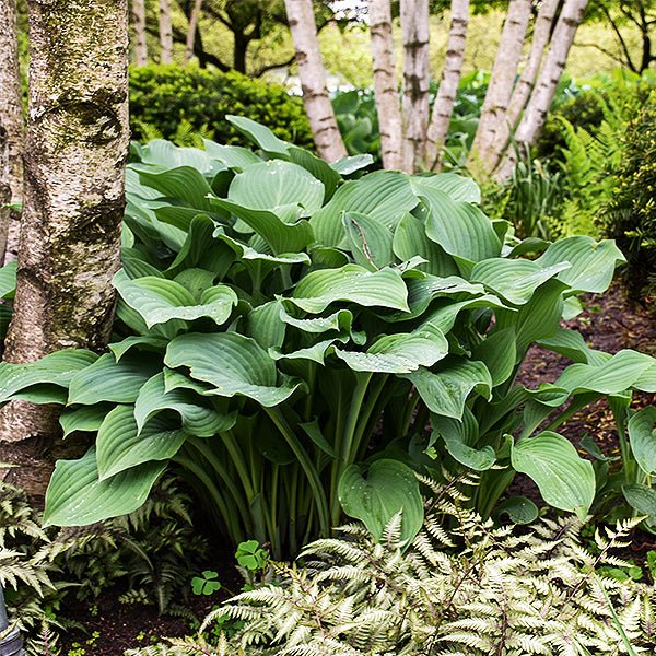 Krossa Regal Hosta (Hosta x 'Krossa Regal') growing in a garden landscape, showing mature perennial form.