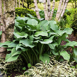Krossa Regal Hosta (Hosta x 'Krossa Regal') growing in a garden landscape, showing mature perennial form.