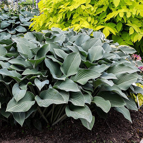 Krossa Regal Hosta