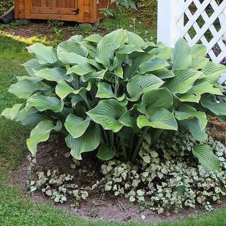 Krossa Regal Hosta (Hosta x 'Krossa Regal'), a perennial featuring purple flowers and perennial.