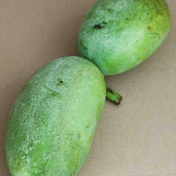 KSU Atwood&trade; Pawpaw Tree - Nature Hills Nursery - #3 Container 3 - 4 Feet - 