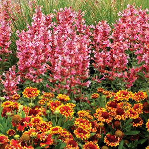Kudos™ Ambrosia Hyssop - Perennial - Nature Hills Nursery - 1 Container - 