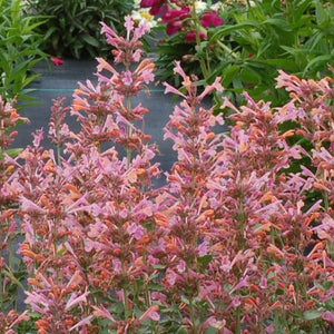 Kudos™ Ambrosia Hyssop - Perennial - Nature Hills Nursery - 1 Container - 