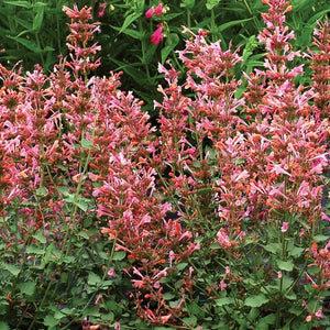 Kudos™ Ambrosia Hyssop - Perennial - Nature Hills Nursery - 1 Container - 