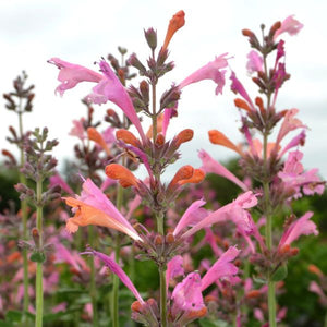 Kudos™ Ambrosia Hyssop - Perennial - Nature Hills Nursery - 1 Container - 