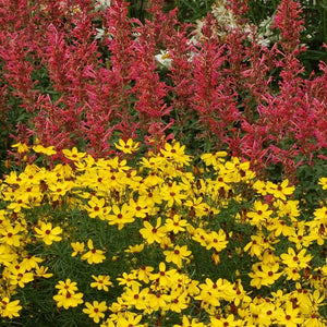 Kudos™ Coral Hyssop - Perennial - Nature Hills Nursery - 1 Container - 