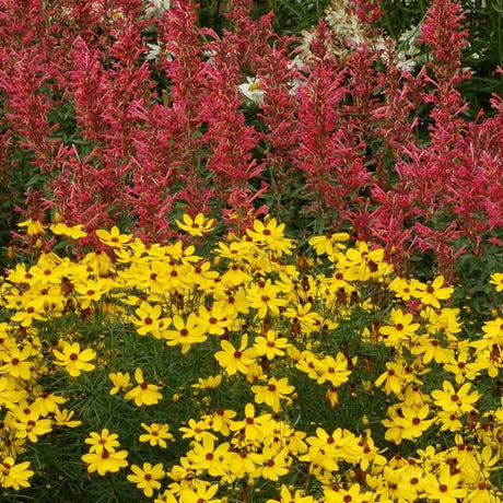 Kudos™ Coral Hyssop - Perennial - Nature Hills Nursery - 1 Container - 