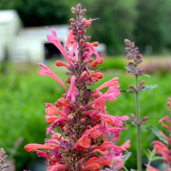 Kudos™ Coral Hyssop - Perennial - Nature Hills Nursery - 1 Container - 