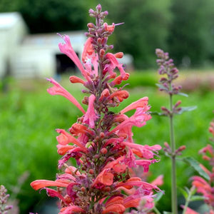 Kudos™ Coral Hyssop - Perennial - Nature Hills Nursery - 1 Container - 