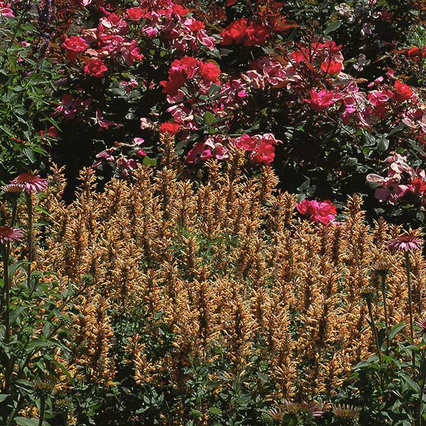 Kudos Gold Hyssop
