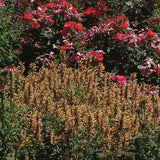 Kudos Gold Hyssop