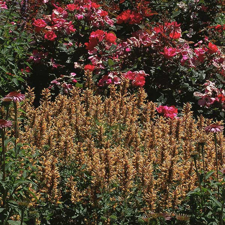 Kudos Gold Hyssop