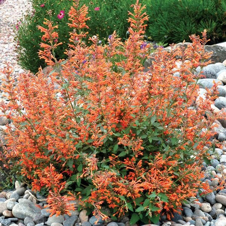 Kudos™ Mandarin Hyssop - Perennial - Nature Hills Nursery - 1 Container - 
