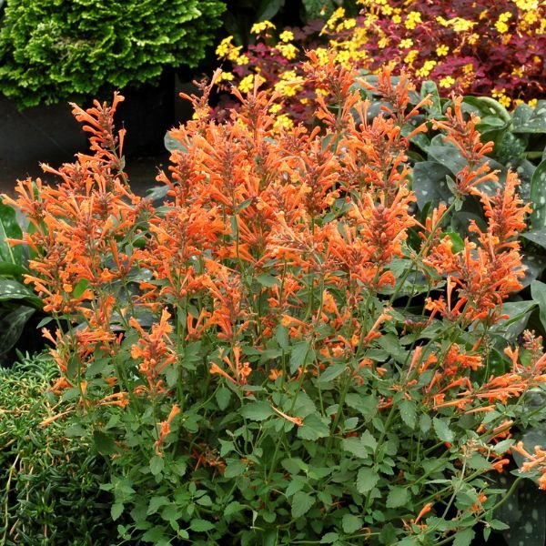 Kudos™ Mandarin Hyssop - Perennial - Nature Hills Nursery - 1 Container - 