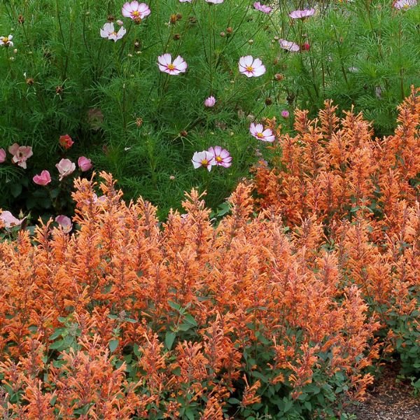 Kudos™ Mandarin Hyssop - Perennial - Nature Hills Nursery - 1 Container - 