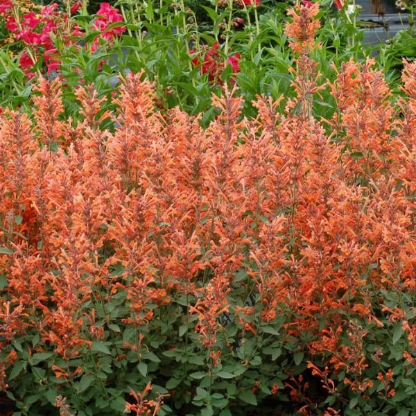 Kudos™ Mandarin Hyssop - Perennial - Nature Hills Nursery - 1 Container - 