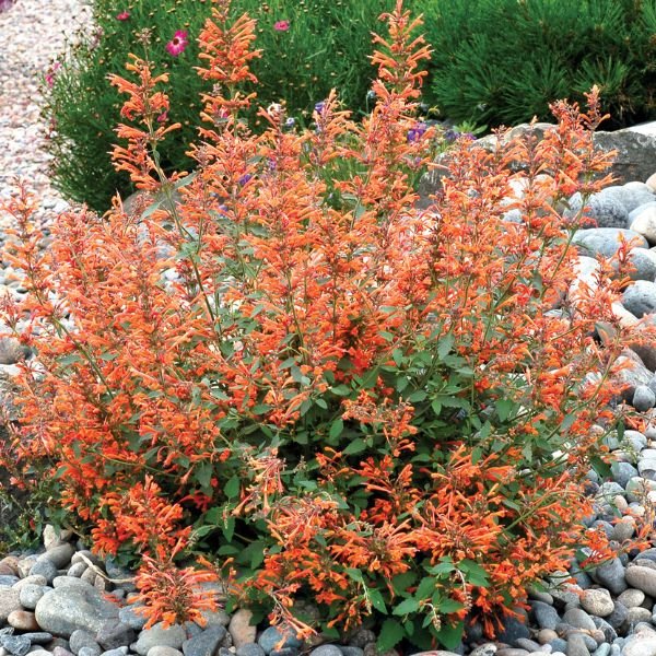 Kudos™ Mandarin Hyssop - Perennial - Nature Hills Nursery - 1 Container - 