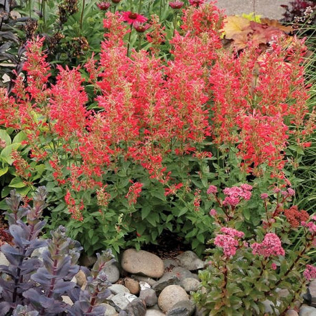 Kudos™ Red Hyssop - Perennial - Nature Hills Nursery - 1 Container - 