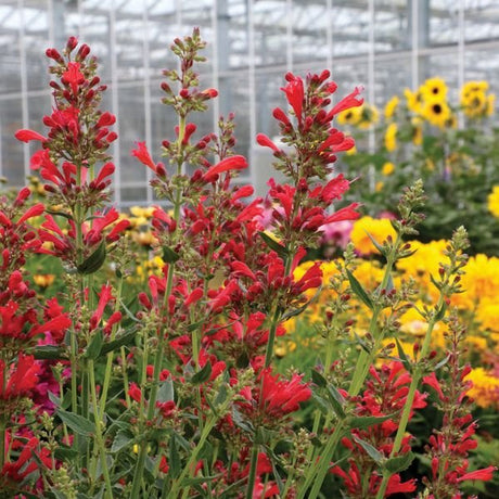 Kudos™ Red Hyssop - Perennial - Nature Hills Nursery - 1 Container - 
