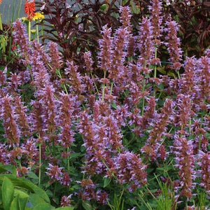 Kudos™ Silver Blue Hyssop - Perennial - Nature Hills Nursery - 1 Container - 