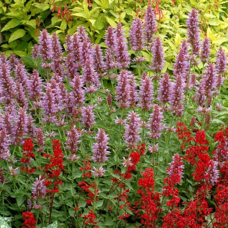 Kudos™ Silver Blue Hyssop - Perennial - Nature Hills Nursery - 1 Container - 