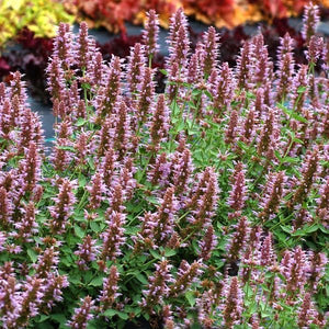 Kudos™ Silver Blue Hyssop - Perennial - Nature Hills Nursery - 1 Container - 