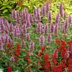 Kudos™ Silver Blue Hyssop - Perennial - Nature Hills Nursery - 1 Container - 