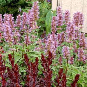 Kudos™ Silver Blue Hyssop - Perennial - Nature Hills Nursery - 1 Container - 