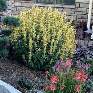 Kudos™ Yellow Hyssop - Perennial - Nature Hills Nursery - 1 Container - 