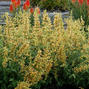 Kudos™ Yellow Hyssop - Perennial - Nature Hills Nursery - 1 Container - 
