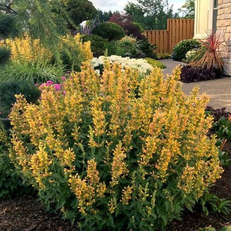 Kudos™ Yellow Hyssop - Perennial - Nature Hills Nursery - 1 Container - 