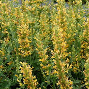 Kudos™ Yellow Hyssop - Perennial - Nature Hills Nursery - 1 Container - 