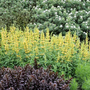 Kudos™ Yellow Hyssop - Perennial - Nature Hills Nursery - 1 Container - 