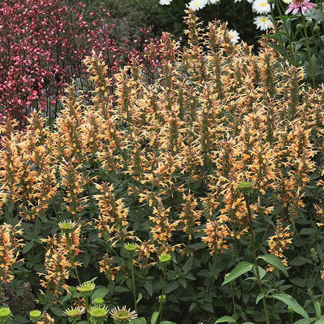 Kudos&trade; Gold Hyssop - Nature Hills Nursery - #1 Container - 