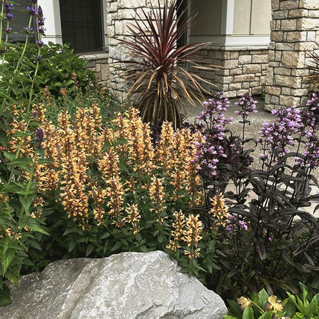 Kudos&trade; Gold Hyssop - Nature Hills Nursery - #1 Container - 
