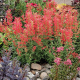 Kudos&trade; Red Hyssop - Nature Hills Nursery - #1 Container - 