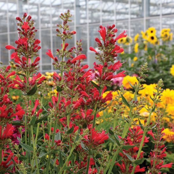 Kudos&trade; Red Hyssop - Nature Hills Nursery - #1 Container - 