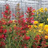 Kudos&trade; Red Hyssop - Nature Hills Nursery - #1 Container - 