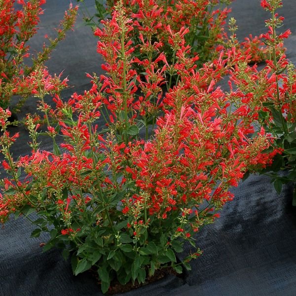 Kudos&trade; Red Hyssop - Nature Hills Nursery - #1 Container - 