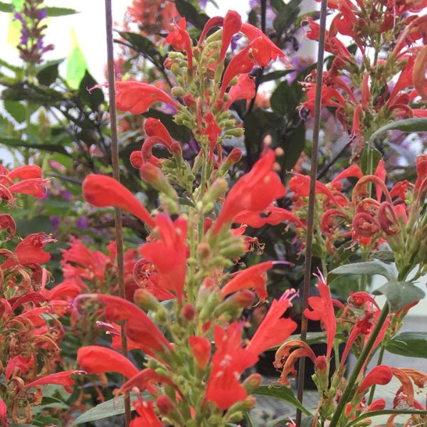 Kudos&trade; Red Hyssop - Nature Hills Nursery - #1 Container - 