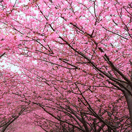 Close-up of pink prunus flowers on Kwanzan Flowering Cherry Tree blooming in early spring.