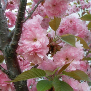 Deciduous foliage of Kwanzan Flowering Cherry Tree (Prunus serrulata 'Kwanzan') in a garden setting.
