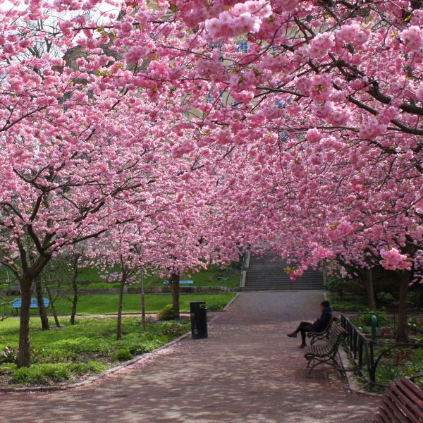 Kwanzan Flowering Cherry Tree