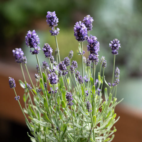 La Diva Eternal Grace Lavender displays dense purple flower spikes on slender stems above silvery-green foliage.