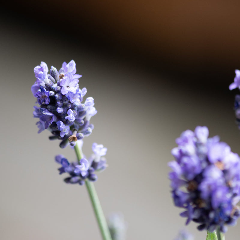 Close-up of La Diva Eternal Grace lavender blooms showing dense clusters of violet-blue flowers on slender green stems.