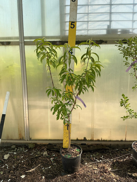 La Feliciana Peach (Prunus persica 'La Feliciana') plant, crop photo - May 14, 2026