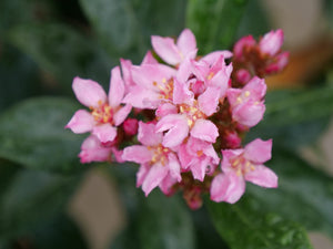La Vida Grande Indian Hawthorn shrub, front view